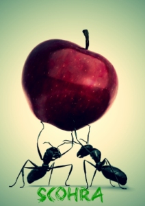 Ants carrying an apple against a white background. Very high resolution 3D render.